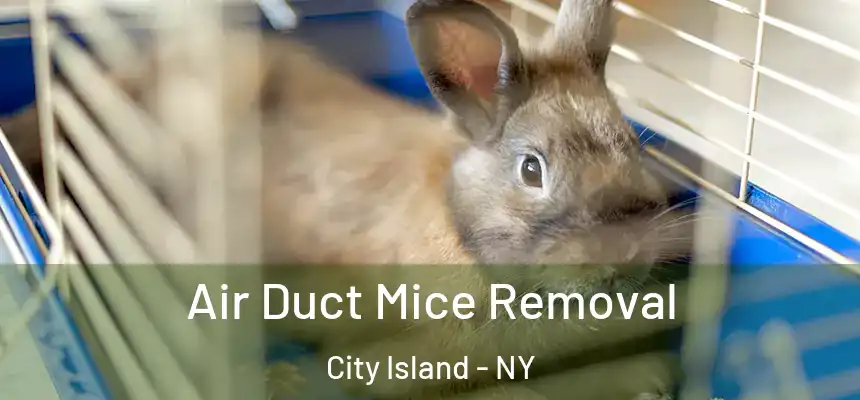  Air Duct Mice Removal City Island - NY