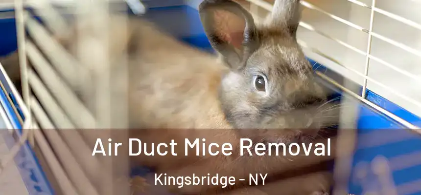  Air Duct Mice Removal Kingsbridge - NY