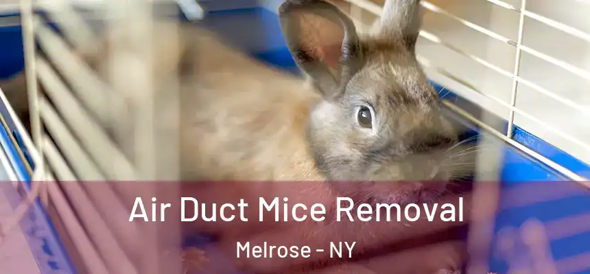  Air Duct Mice Removal Melrose - NY
