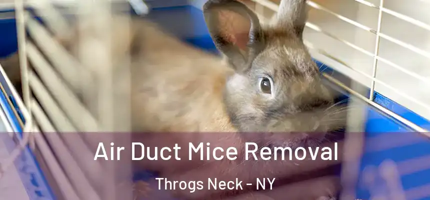  Air Duct Mice Removal Throgs Neck - NY