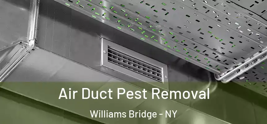 Air Duct Pest Removal Williams Bridge - NY