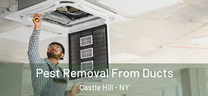  Pest Removal From Ducts Castle Hill - NY
