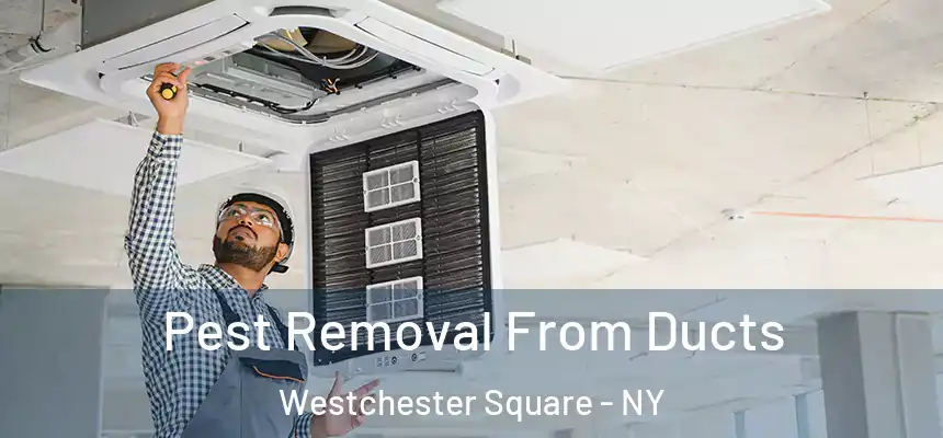 Pest Removal From Ducts Westchester Square - NY