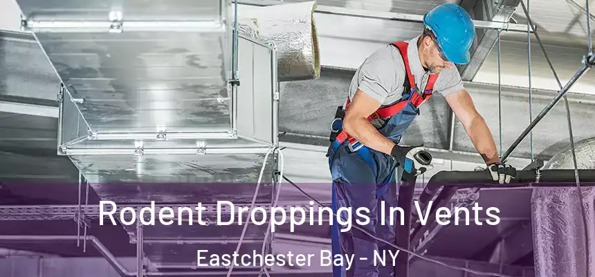  Rodent Droppings In Vents Eastchester Bay - NY