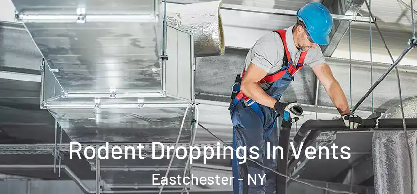 Rodent Droppings In Vents Eastchester - NY